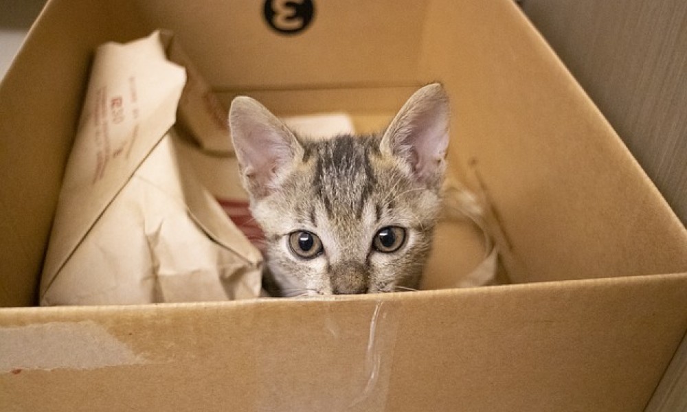 Comment déménager avec son animal de compagnie ?